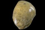 Polished Fossil Coral (Actinocyathus) Head - Morocco #159286-1